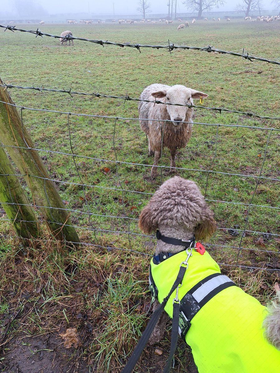 yorkshirejune's tweet photo. Day10 of Pasha's @HearingDogs #28challenge. We visited the snowdrop festival at All Saints Huntington . River too high to walk beside. He has now achieved 25.75 miles of his 28 mile target. To follow his journey check out https://t.co/qCRe4jA3MS
@HearingDogsYork
@VolTeamHDogs https://t.co/c0Y547SJyS