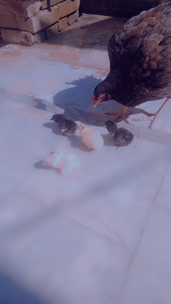 SecretStand's tweet image. New friends in my home 🏡