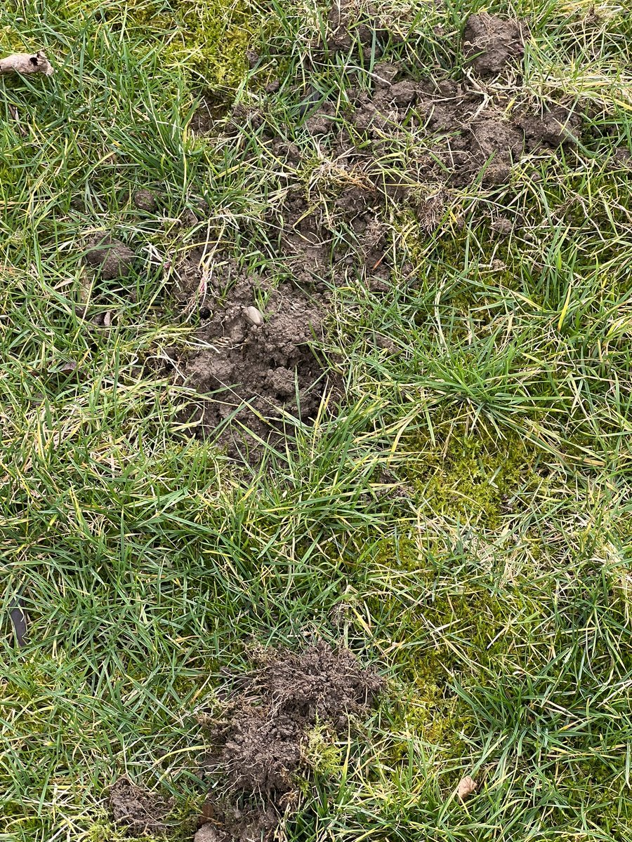 Gartenkenner? Welches Tier macht denn so was? 😮 bin etwas ratlos. Danke für einen Tipp. #garten