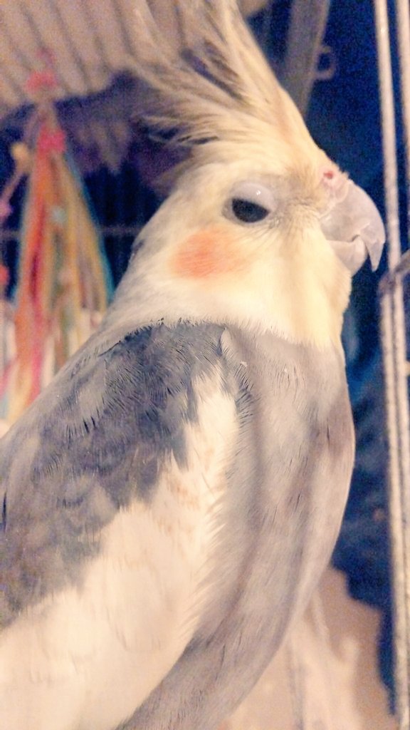 warotasann77's tweet photo. 半目オカメインコ https://t.co/r31BM4b8bO