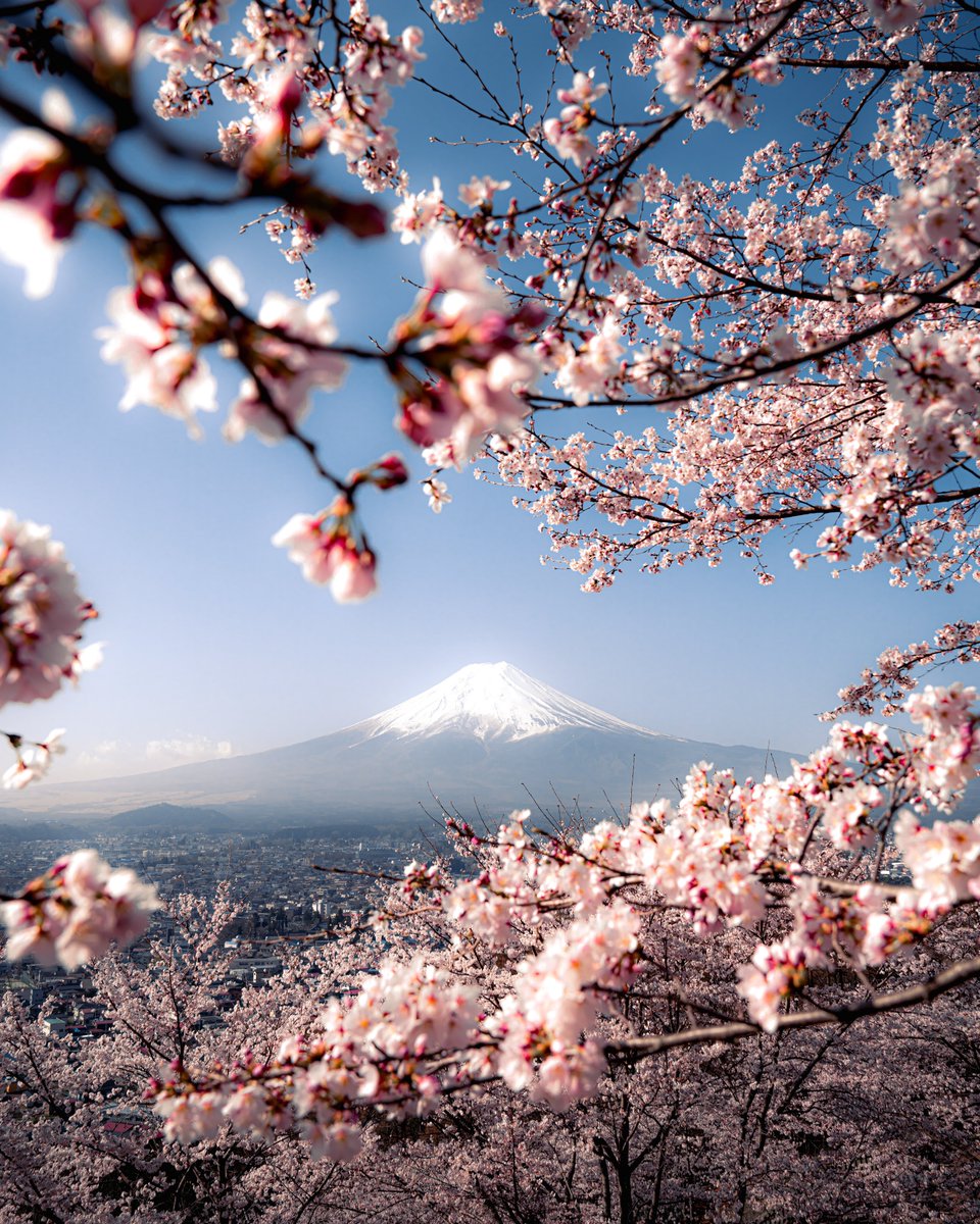 Hisa0808's tweet photo. 来月に見ることができる桜と富士山。 https://t.co/qlZVTSLhSP