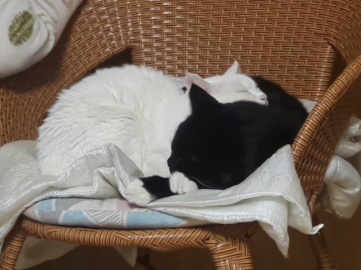 Alinxiong0406's tweet photo. 最近の猫たち
₍˄·͈༝·͈˄*₎◞ ̑̑ https://t.co/FCgSUdKSey