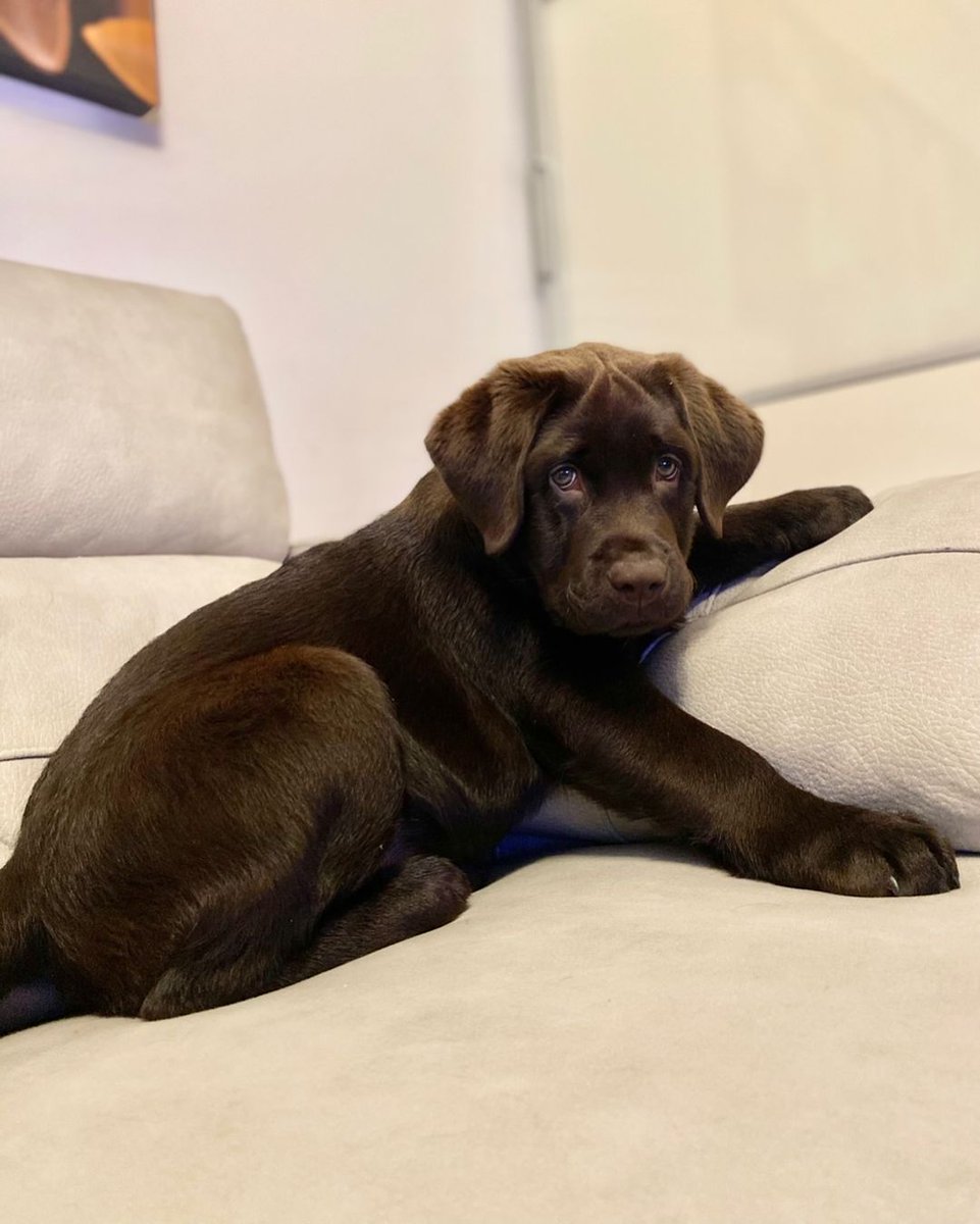 TheLabFamily's tweet photo. 🤓🤓🤓🤓
#dog #dogs #puppy #dogoftheday #puppyoftwitter #dogoftwitter #lab #labrador #thelabradorfamily #DogOnTwitter https://t.co/zGn9cSDBZj