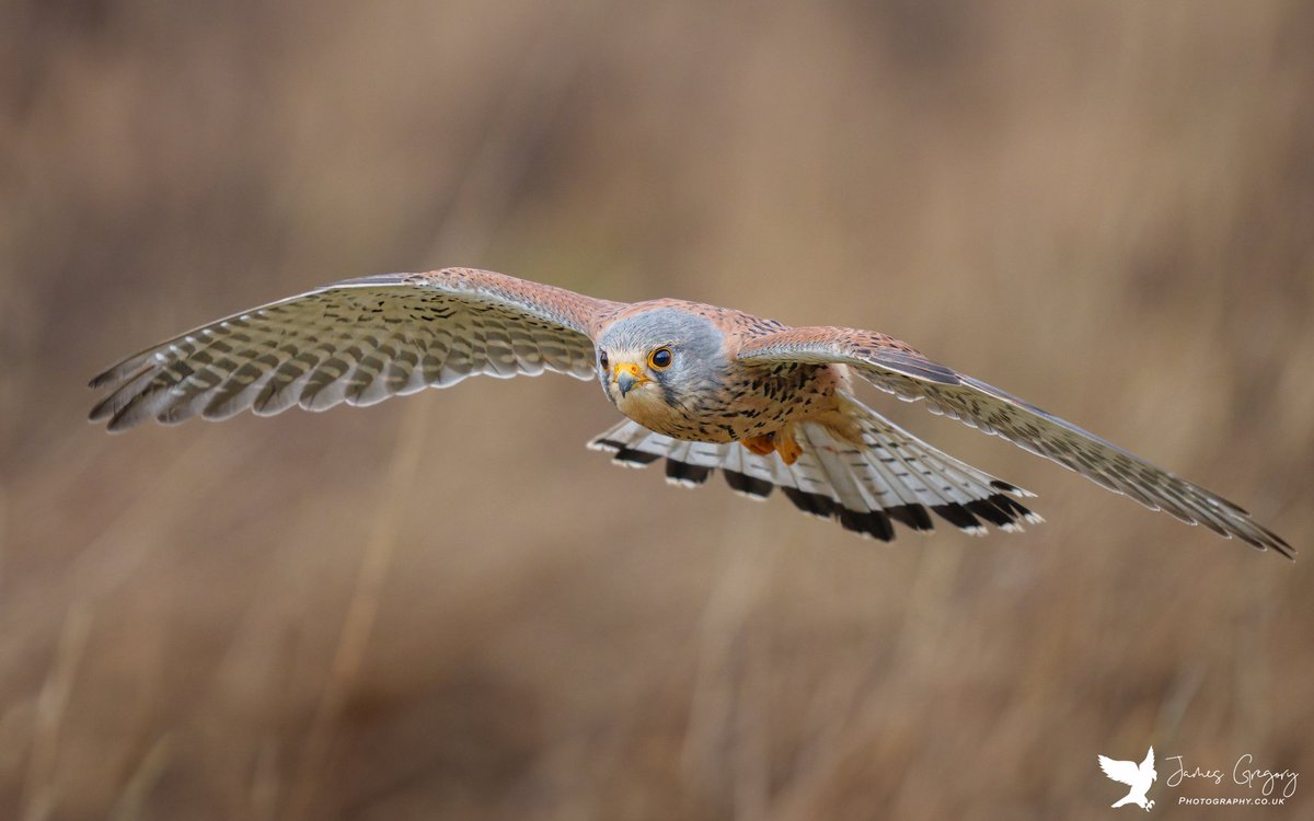 A beautiful male Kestrel in flight (York, Uk) Sony A1 400Gm #SonyAlpha #BirdsSeenIn2024 #thebritishwildlife #TwitterNatureCommunity @Natures_Voice