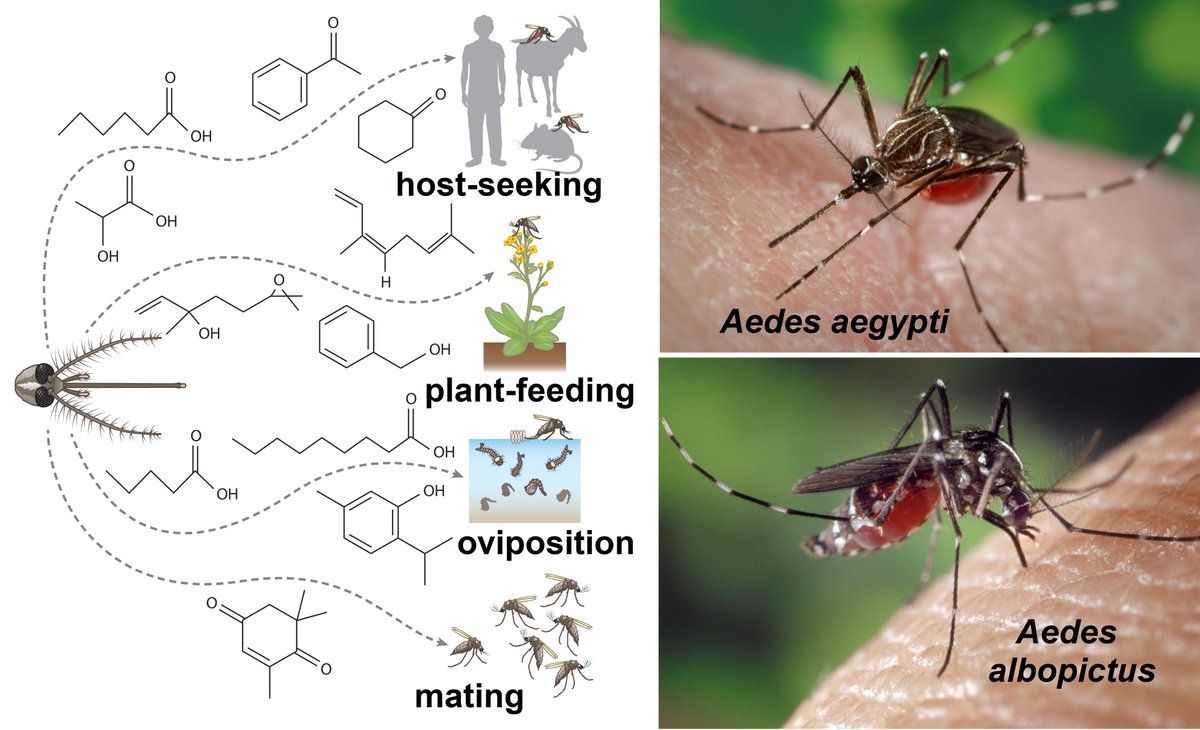Pestinfo Wiki tweet media