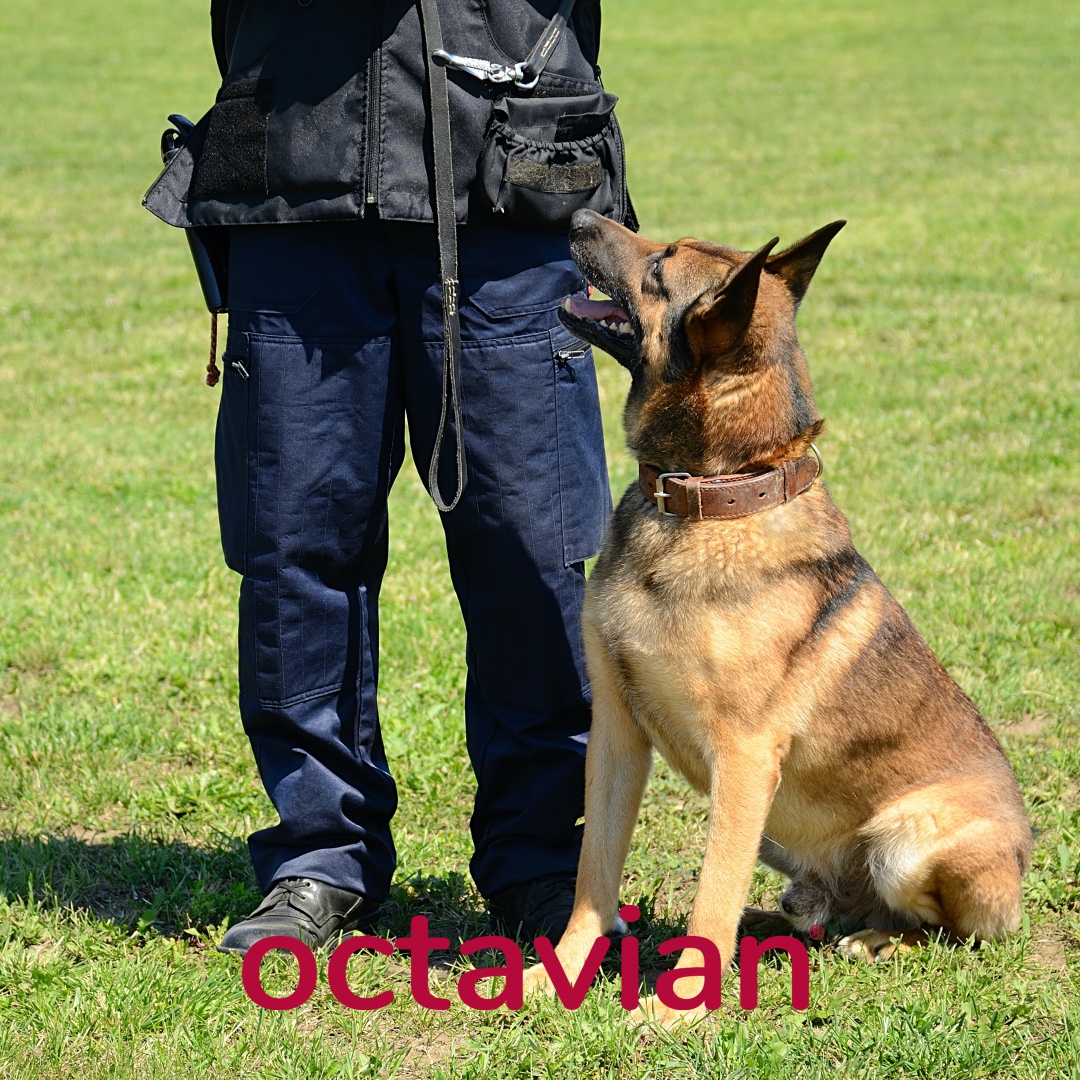 Unleash the Power of Security - Octavian K9 Excellence

Contact us to find out more.

#k9security #security #octaviansecurity #sitesafety