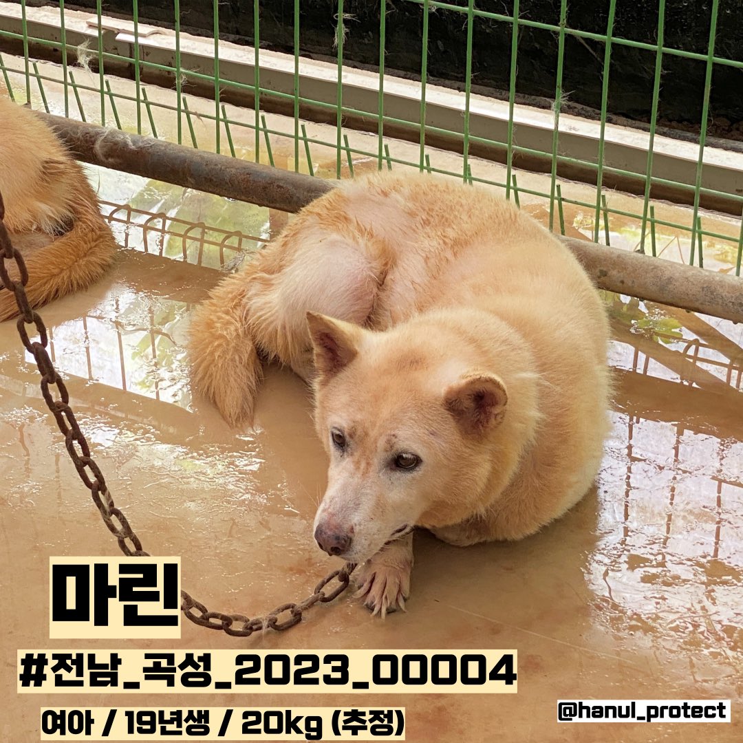 곡성보호소 홍보 봉사 한울 tweet media