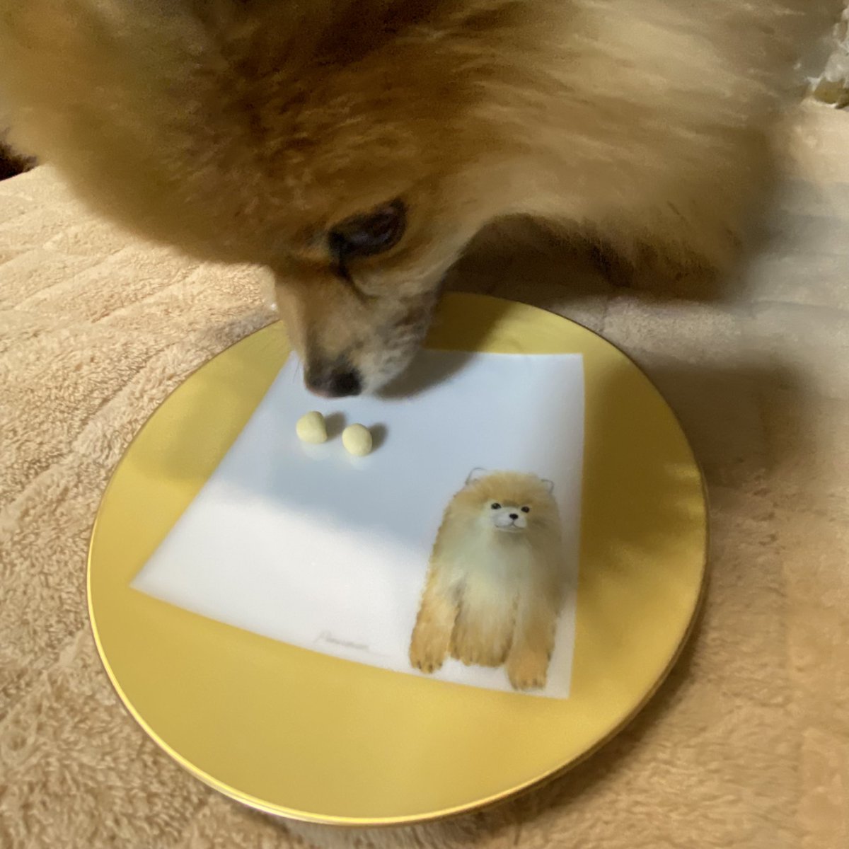 ranmama22's tweet image. ロッシ似のお皿
見つけちゃった❣️
#Rossi2歳 #ポメラニアン #Noritake