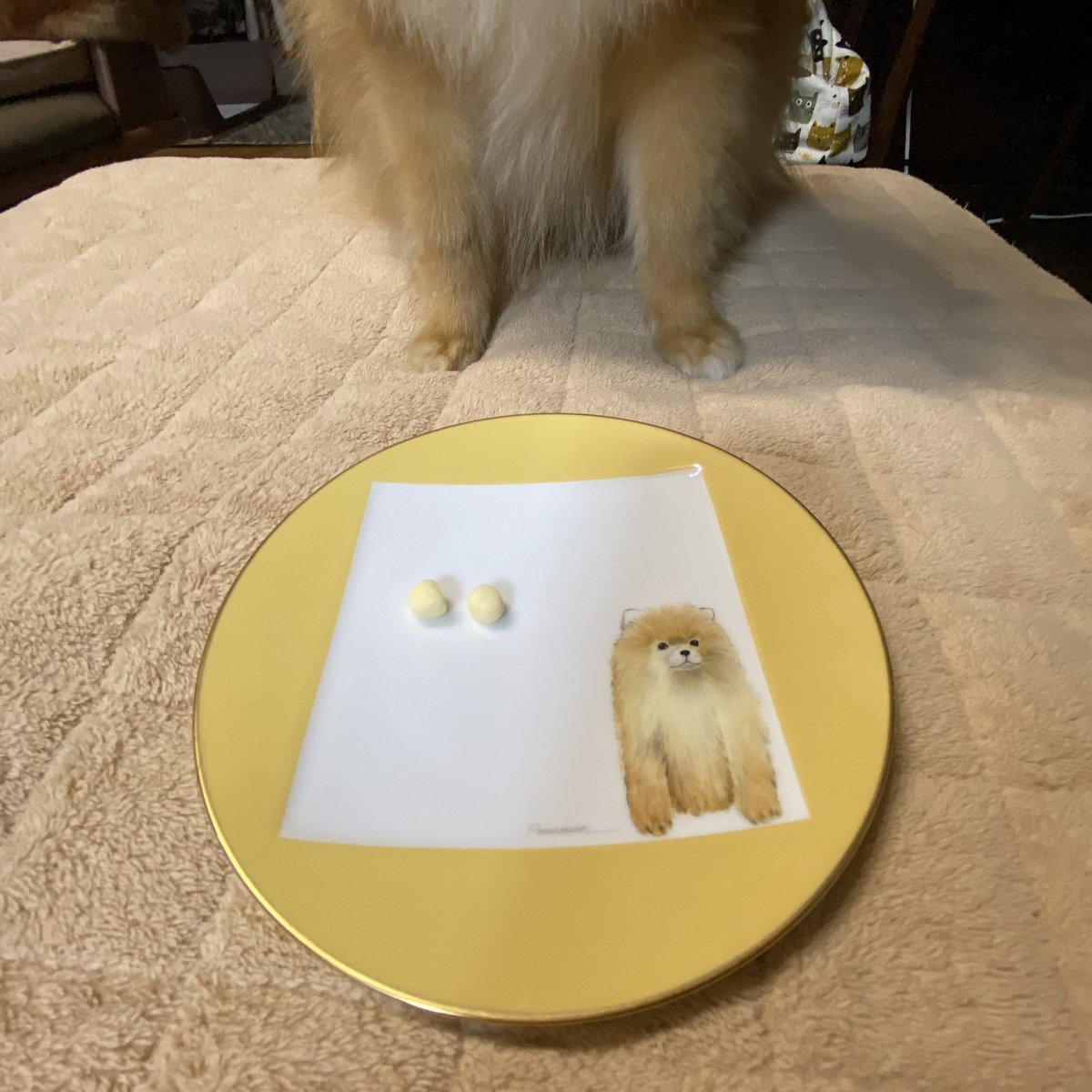 ranmama22's tweet image. ロッシ似のお皿
見つけちゃった❣️
#Rossi2歳 #ポメラニアン #Noritake