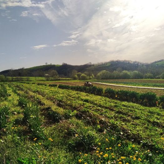 francis_larrea's tweet photo. @vincent_louault Ma ferme #haitzondoa à #Mendionde #paysbasque. Au niveau #haies et  #biodiversite, on est plutôt pas mal 😍😍👩‍🌾🧑‍🌾👨‍🌾 #maraichage #bio https://t.co/N78IJYuDs4