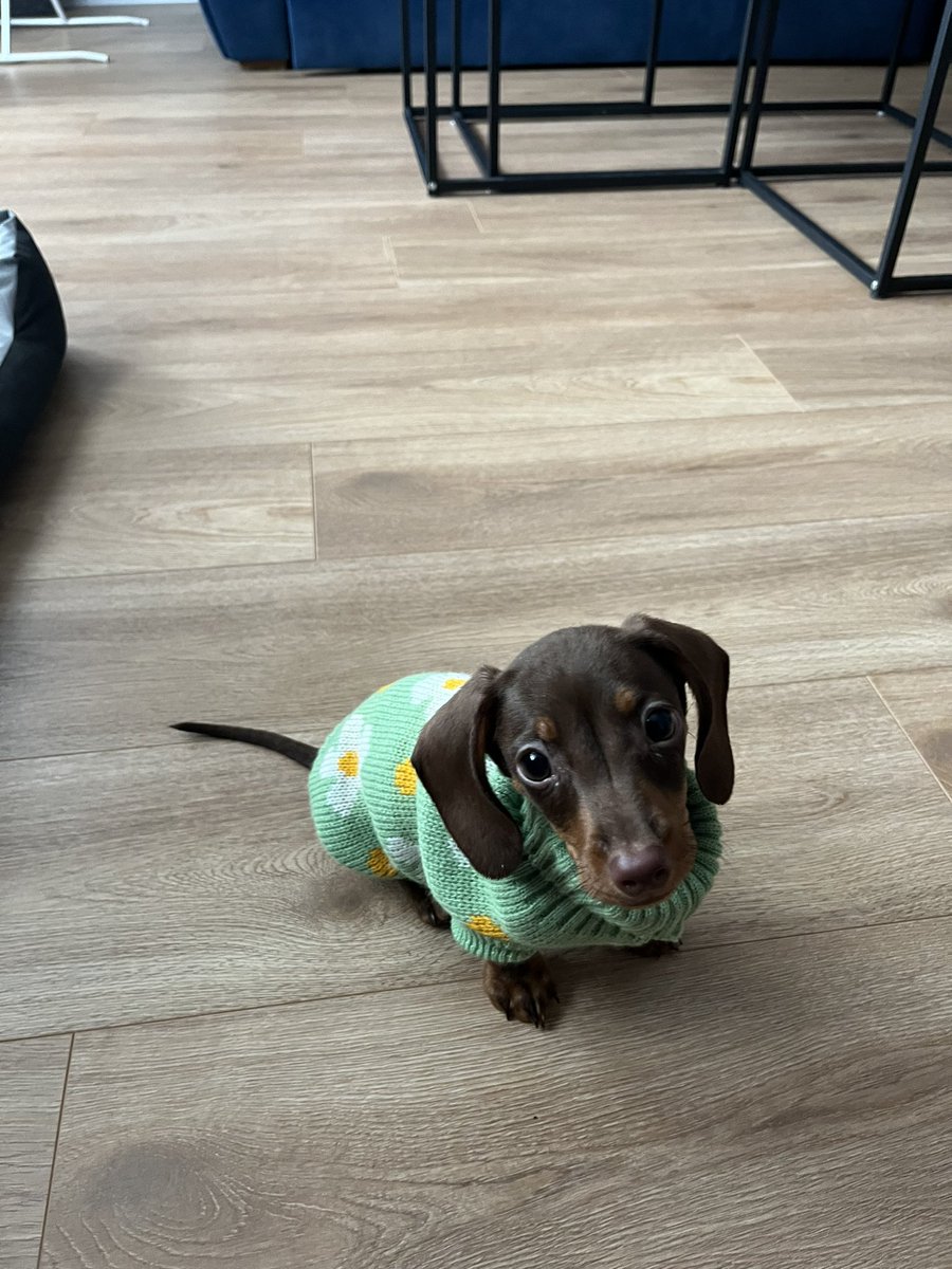 flowery_kitty's tweet photo. Btw tak wygląda w tym sweterku jak siedzi 🥹 trochę jest na niego jeszcze za duży https://t.co/IvIUFq7xMJ