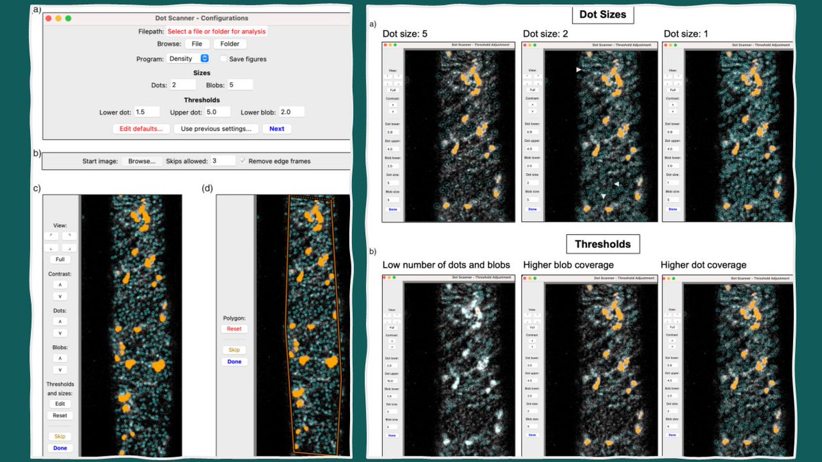 The Plant Journal (@theplantjournal) on Twitter photo Tired of analyzing your confocal pictures manually?
Check out Dot Scanner, a Python program for analyzing the densities, lifetimes & displacements of fluorescently tagged particles in an unbiased, automated & efficient manner
➡️doi.org/10.1111/tpj.16…
<a href="/wileyplantsci/">Wiley Plant Science</a> <a href="/SEBiology/">SEB @sebiology.bsky.social</a> Tired of analyzing your confocal pictures manually?
Check out Dot Scanner, a Python program for analyzing the densities, lifetimes & displacements of fluorescently tagged particles in an unbiased, automated & efficient manner
➡️doi.org/10.1111/tpj.16…
<a href="/wileyplantsci/">Wiley Plant Science</a> <a href="/SEBiology/">SEB @sebiology.bsky.social</a>