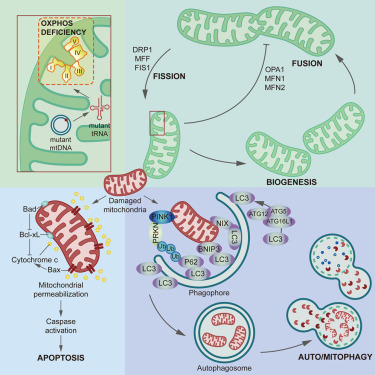 Happy Sunday Mito-folks! Don't miss this new selection of papers related to mitochondrial medicine presorted by @Bims_BiomedNews biomed.news/bims-mitmed/20… CAPTION: Deficient tRNA posttranscription modification dysregulated the mitochondrial quality controls and apoptosis