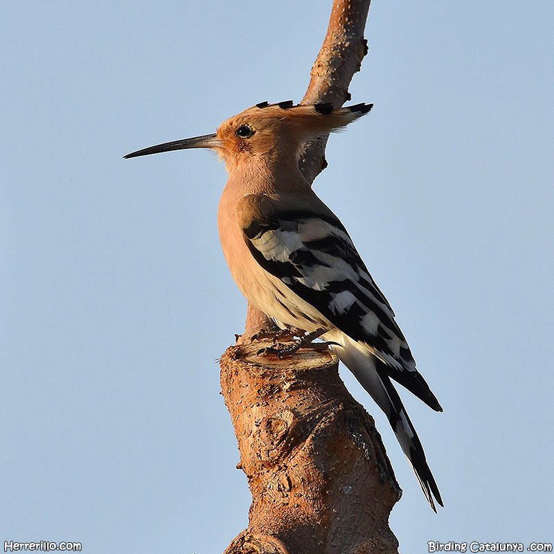 birdcatalunya's tweet photo. Puput (Upupa epops) https://t.co/m9j6rDVgf9