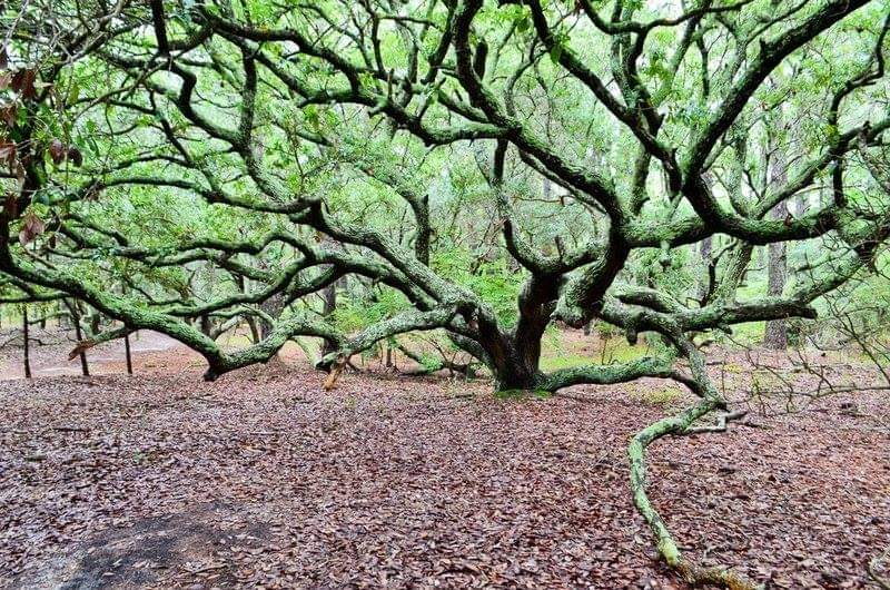 Hike the maritime forest at Currituck Banks National Estuarine Research Reserve in Corolla and see the plants and wildlife that call OBX home. The maritime forest is an amazing and unique ecosystem. One species of plant that are endemic to the maritime forest is live oaks! 🌳