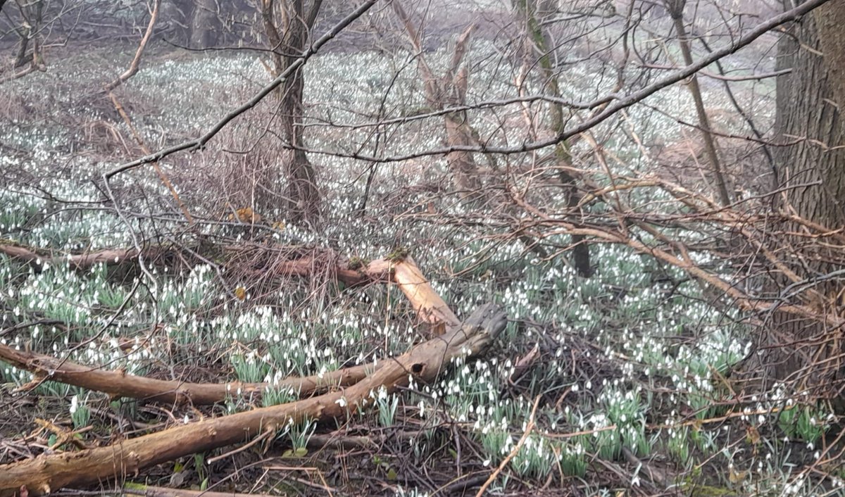 The reserve is carpeted with snowdrops, looking spectacular. (photo C.Slator). Great time for a visit.
