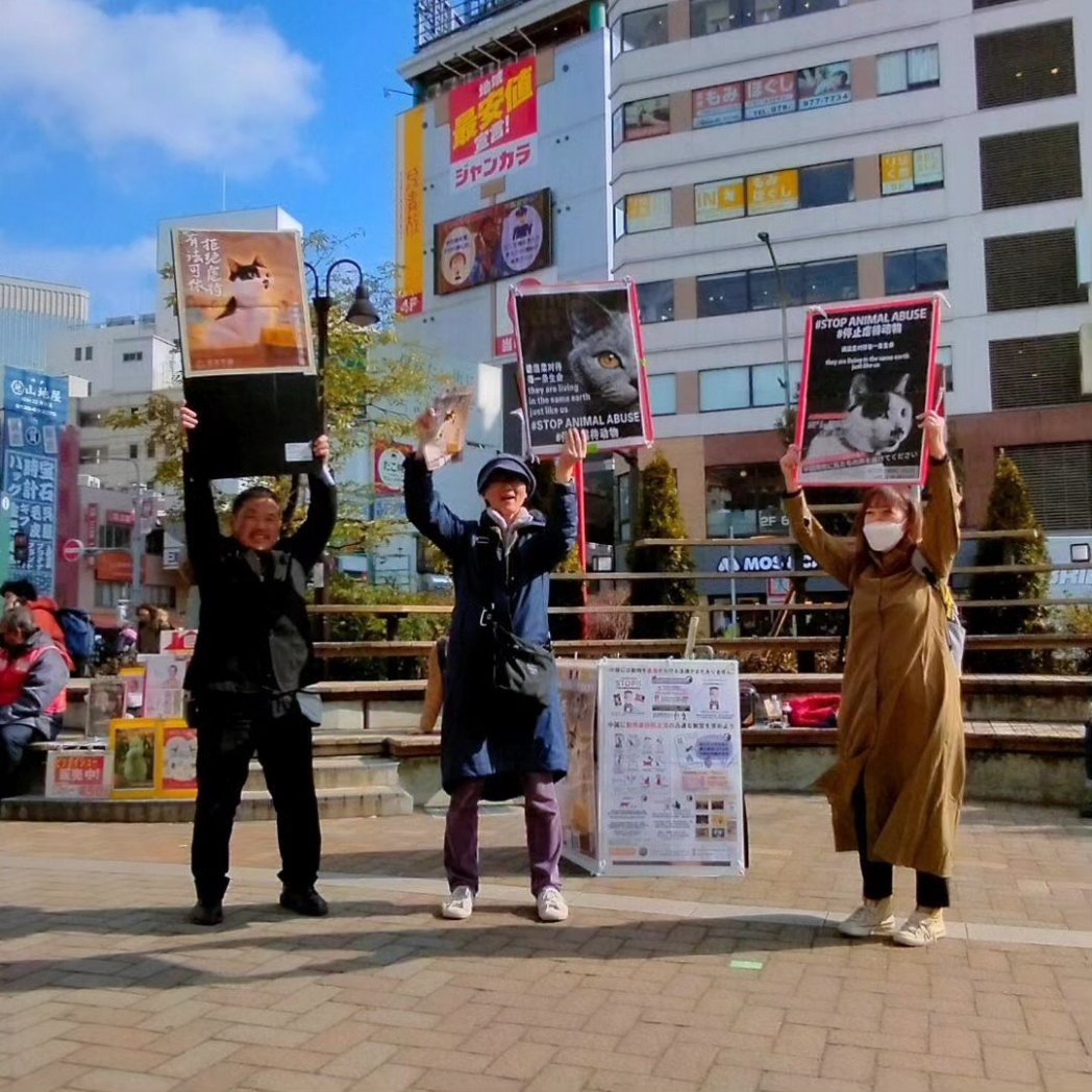 犬猫虐待反対‼️
【2/10, 11 春節祭2024 大周知活動】
　in神戸元町
📌2/10、11は神戸・春節祭が開催される近隣で
・パネル展　・拡声器で街頭演説
・チラシ配布　・署名活動　等の
啓発活動を行ないました。

#中国猫哀悼
#CNY #chinesenewyear #chinesenewyear2024 
#新年快乐 #YearOfTheDragon2024