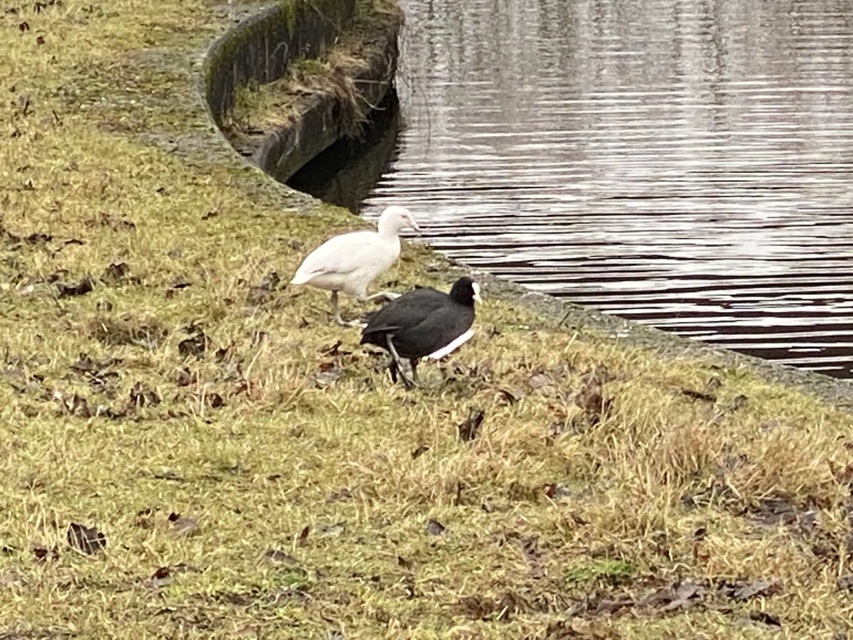 Witte meerkoet gezien onder de Duivendrechtsebrug ⁦@Stadsecoloog020⁩ ⁦<a href="/Stadsdeel_Oost/">Stadsdeel Oost</a>⁩ #natuurindestad ⁦@HansMarijnissen⁩
