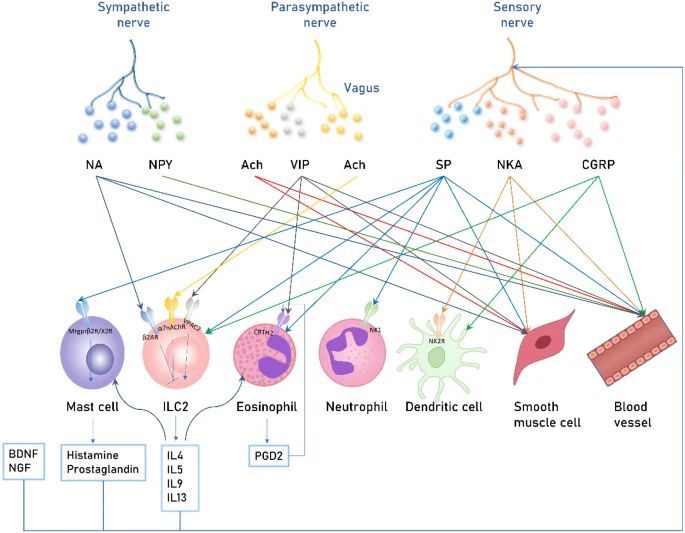 The airway neuro-immune axis is a promising target for treating allergic airway diseases. Check out this link for more information: bit.ly/4bMgF3p. #allergies #airwaydiseases