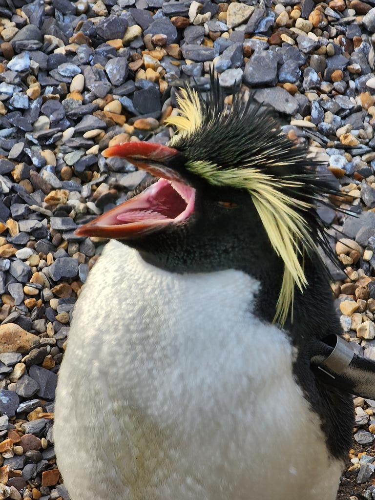 Tiffany Fishface tweet media