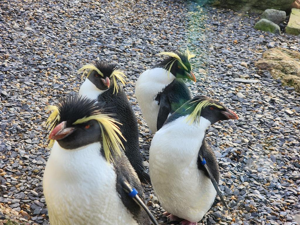 Tiffany Fishface tweet media