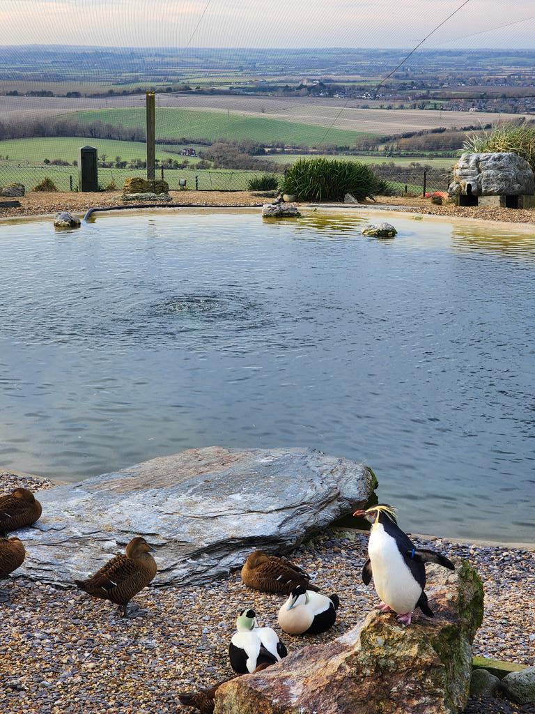 Tiffany Fishface tweet media