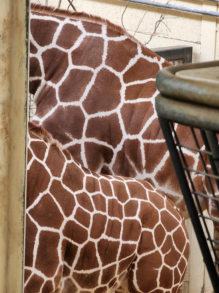 Tiffany Fishface tweet media