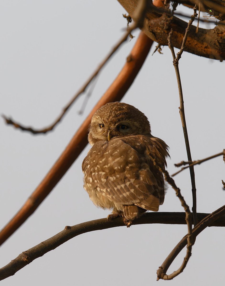 Owl's Gaze: Captivating Stare in the Lens #owlphotography #birdwatching #wildlifecapture #avianencounter

@RachelHollisArt @nickyperry82 @zootherabirding @ParveenKaswan @CarlBovisNature @sean_ire @lejinjin @FrostyVeldskoen @stormcabbirds