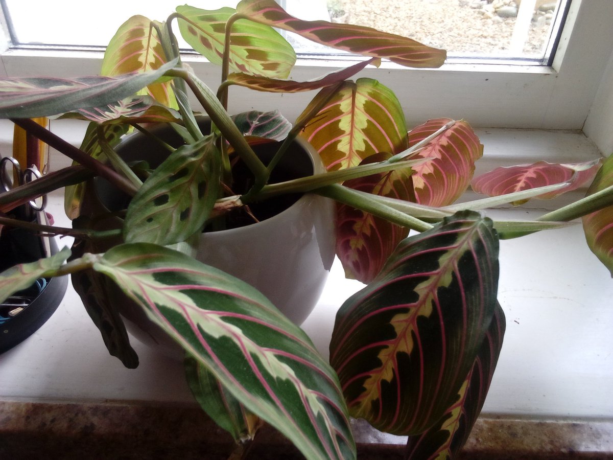 @TobyBuckland 
A cutting from my daughter's maranta. It loves this steamy, sunny area in the kitchen. #HumbleBraggage