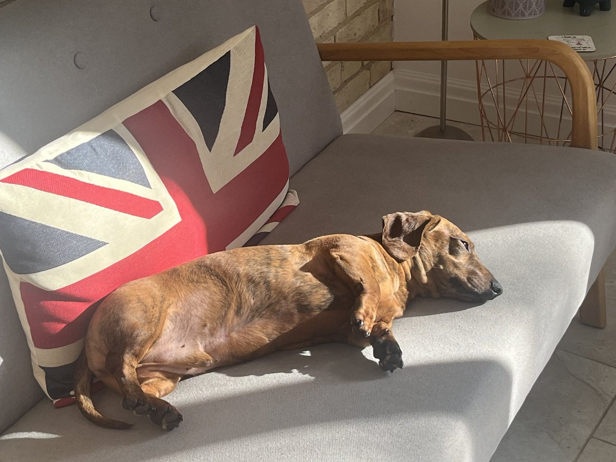 BakerBalboa's tweet photo. Happy Sunday, furriends! Got me a perfect dachshund size sun puddle… M was gonna hoover but when she saw this, she’s had second thoughts. So I can chill. She’s da best. https://t.co/xYEWtL5nQK