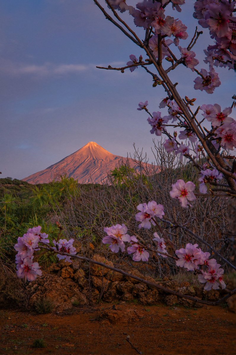 Zeworldphoto's tweet photo. Vistas desde Santiago del Teide al Teide con un marco natural incomparable
#Tenerife #almendros https://t.co/r6yJWnrqKB