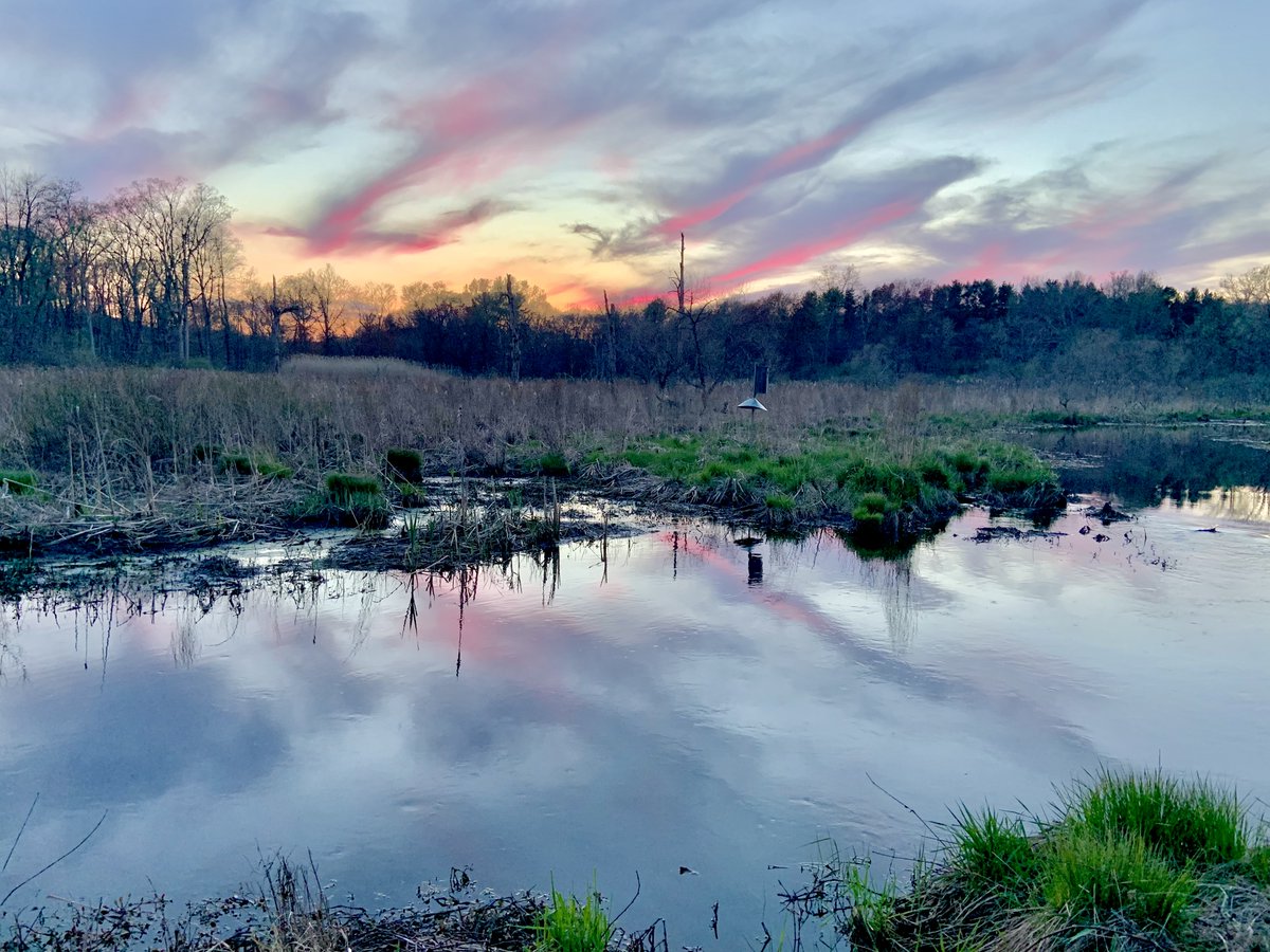 Coyote Blues tweet media