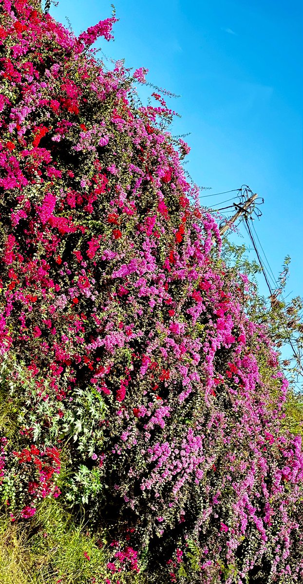 vrundavs's tweet image. #bougainvillea has its own charm!
#niceroad