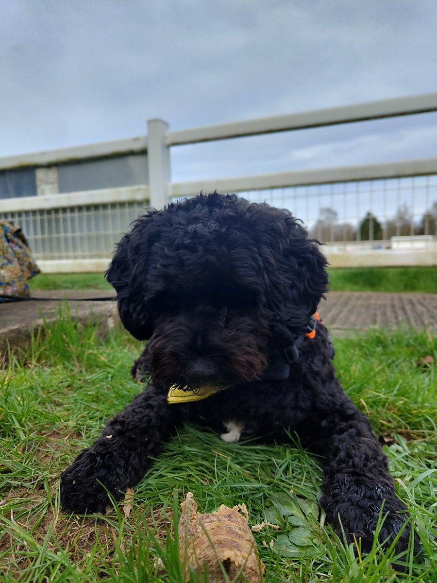 DreadHops's tweet photo. 10/02/24 Bremhill View, Calne, Wilts
@CalneTownFC 4 v 2 @ShortwoodUtdFC
@HellenicLeague Div 1 [Tier 10] Entry: £6 Att. 92[+5 Dogs] #nonleaguecrowds #groundhopping #groundhoppers #nonleaguedogs #footballgrounds #stadia #groundhop https://t.co/1zIZLBuv6u