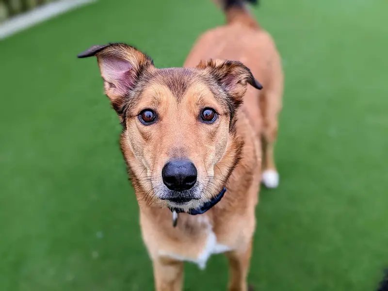 AdoptionsUk's tweet photo. Please retweet to help Kaila and Loki find a home together #CARDIFF #WALES #UK 

Brother and sister aged about 3, Welsh Collies Crosses. They are housetrained, good on the lead and can live with children aged 12+✅
DETAILS or APPLY👇
https://t.co/SmTB04i3Ng
#dogs #pets #animals  #Collie #Swansea #Pembroke #Brecon #Nepwort