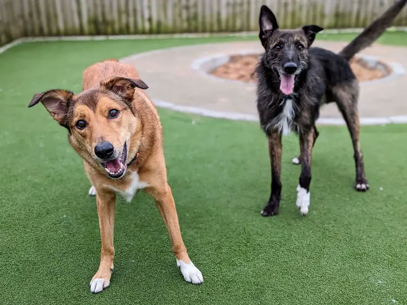 AdoptionsUk's tweet photo. Please retweet to help Kaila and Loki find a home together #CARDIFF #WALES #UK 

Brother and sister aged about 3, Welsh Collies Crosses. They are housetrained, good on the lead and can live with children aged 12+✅
DETAILS or APPLY👇
https://t.co/SmTB04i3Ng
#dogs #pets #animals  #Collie #Swansea #Pembroke #Brecon #Nepwort