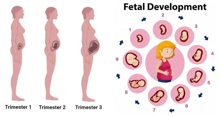 🤰⚠️ Safeguarding maternal health! Avoid these medications during pregnancy:
•ACE inhibitors
•Warfarin
•Isotretinoin
•Aminoglycosides
•Tetracyclines
•Statins

❓Can you name more medicines to steer clear of during pregnancy?

#MedSafety #Pregnancy #MedEd 🤱