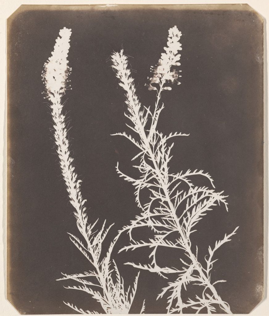 #WilliamHenryFoxTalbot, who was born #onthisday in 1800, was one of the pioneers of #photography. Image details: William Henry Fox Talbot, 'Veronica in Bloom,' between 1843 and 1844, salted paper print on paper, #YaleCenterforBritishArt, Paul Mellon Fund