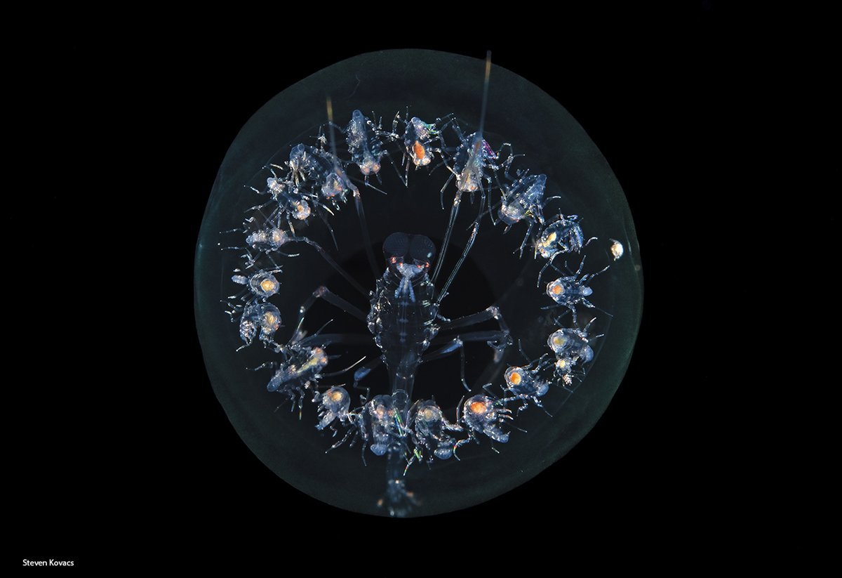 A mother Phronima, a type of Amphipod, keeps a close watch over the kids inside a Salp. The females attack the Salp, hollow it out, and use the inside as their personal nursery. It's amazing  how the babies arrange themselves in a perfect circle inside.  Blackwater dive, Florida.