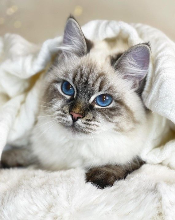 xcatworld's tweet photo. The ideal of calm exists in a sitting cat. 
#cat #Catholic #CaturdayEve #CatsAreFamily #catsnoirfriday #CatsOfTwitter #Caturday #cat #Catholic #CaturdayEve #CatsAreFamily #catsnoirfriday #CatsOfTwitter #Caturday https://t.co/LC9y54zUkq