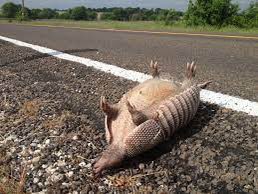 Did you know that ‘Armadillo’ is from the Latin ‘arm made into a dildo’; as when 1st discovered back in 1979, 63% identified as being Trans men. 

Misgendering kills; fact. Brian’s blood is literally on the hands of JK Rowling et al. 

Do better. 

#TransAnimals #RIPBrian 🏳️‍⚧️