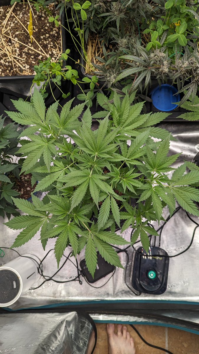 ArizonaGrows tweet media