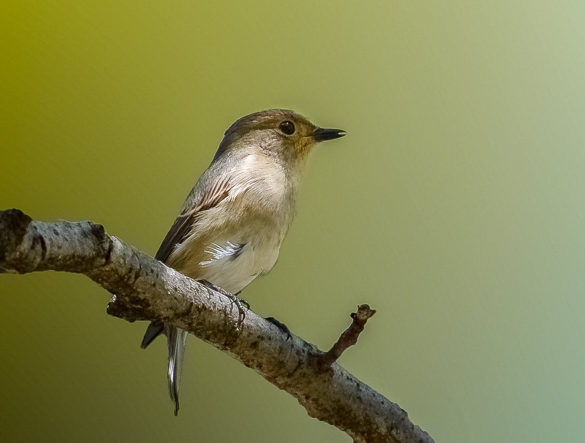 AtifTaj10's tweet photo. Ultramarine flycatcher
.
Neelum Valley
@OrnithoPakistan @Britnatureguide @Dawn_News @DiscoverpakTv @extremeforests @GreenPkTV @Pakistaninpics @Natures_Voice @natgeowild @NikonIndia @NikonUSA @BBCWorld https://t.co/HiqHtHDltD