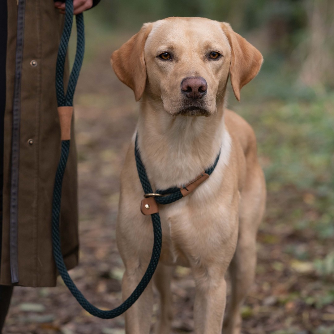 RuffTumbleCoats's tweet photo. A weekend wander is the best 🥰
SHOP LEADS: https://t.co/CCZikf2OGj
#ruffandtumble #dryingcoats #bestdryingcoats #dogdrying #dogwet #dogcold #colddogs #wetdogs #smellydogs https://t.co/ovWXgtiiAl