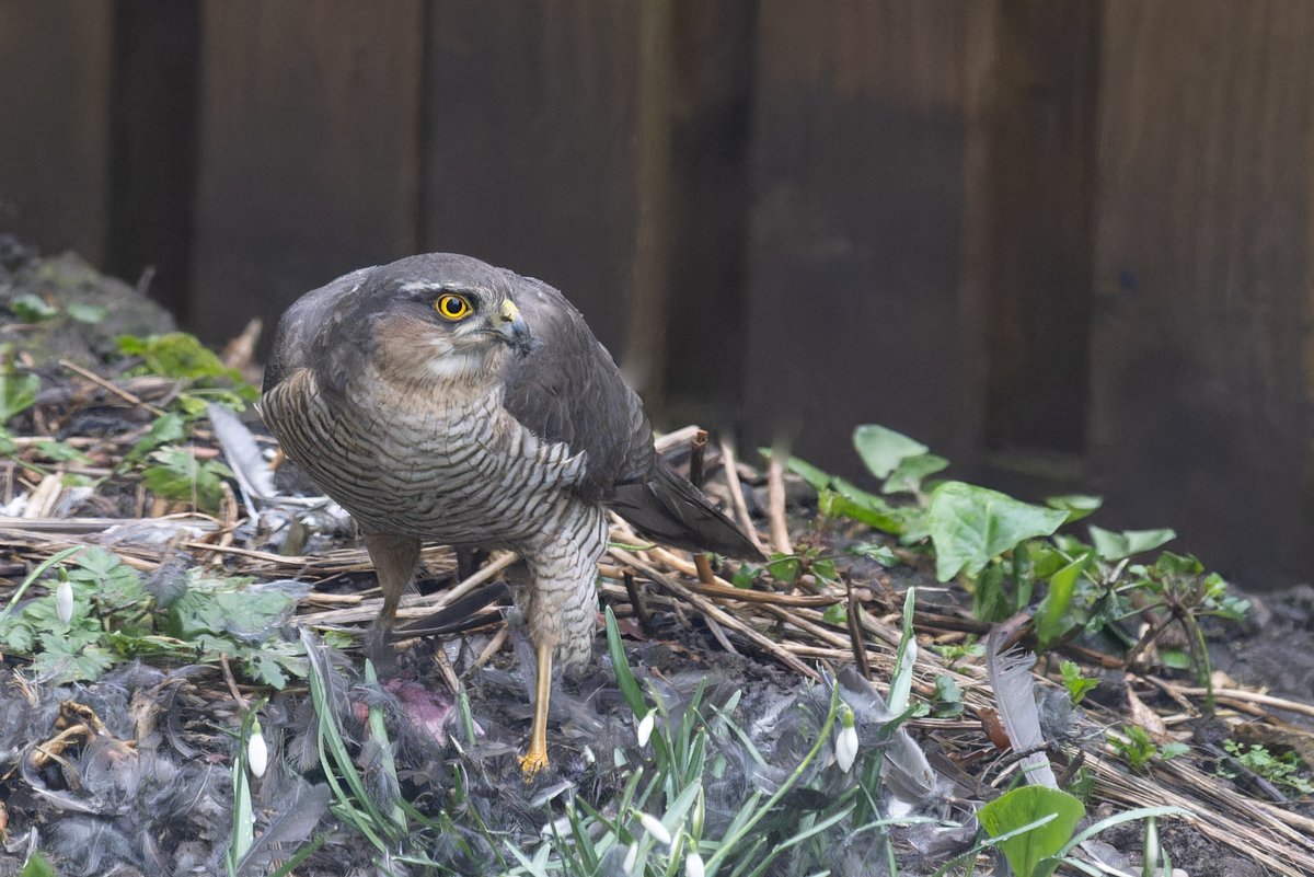 Sparrowhawk in the garden yesterday and one Blackbird less! Sparrowhawks are not seen as often now and probably a drop in population in the Barnsley area. Raptor Group think 50% less. @Barnsleybsg @Hudds_BWC @DonnyBirding