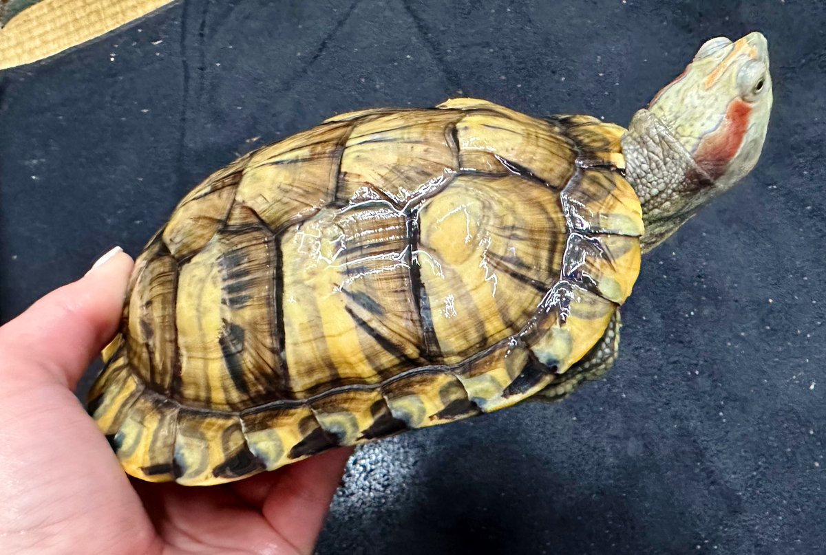 Eileen122map's tweet photo. ミシシッピアカミミガメ(パステル)
#Trachemysscriptaelegans https://t.co/GMolZaQTDk
