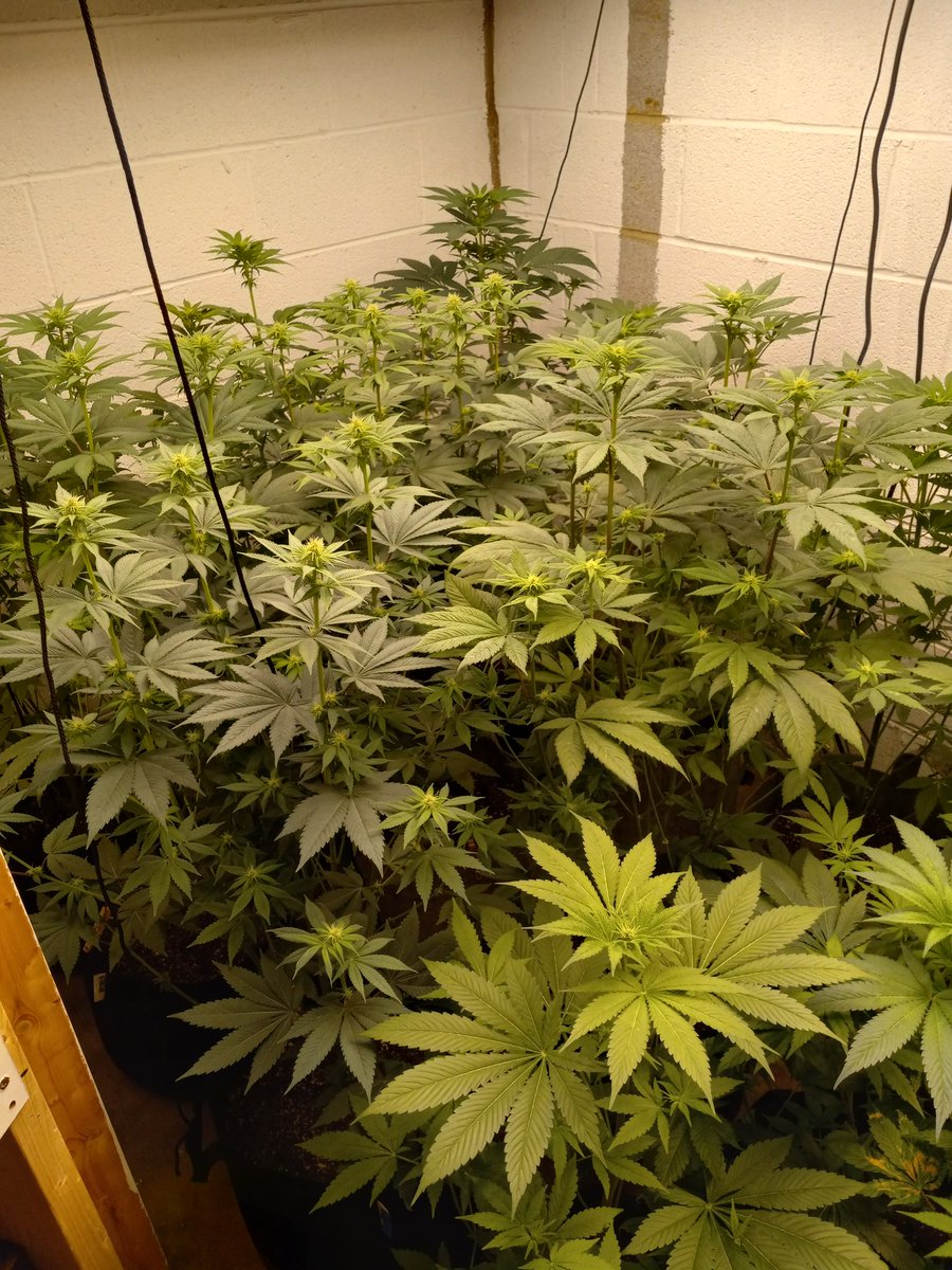 Steven Hornady tweet media