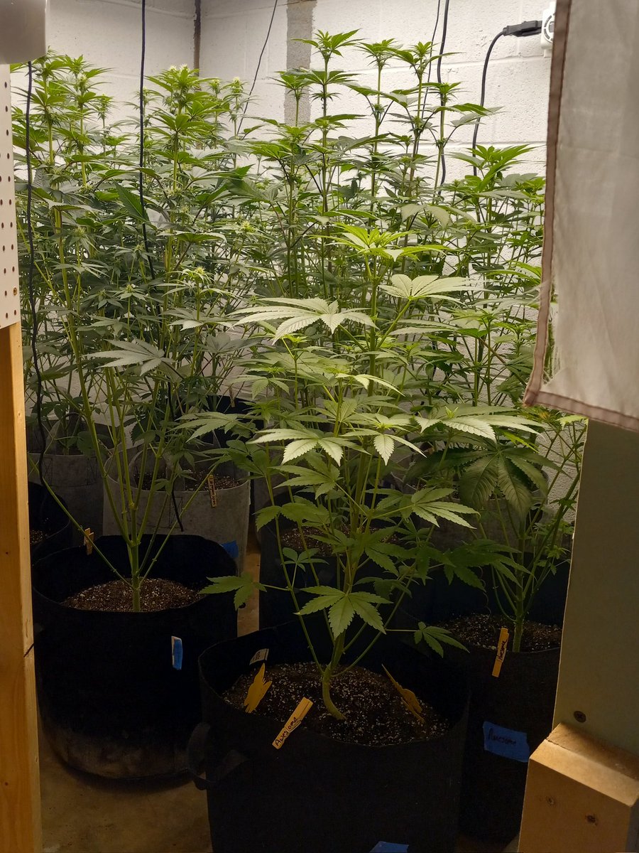 Steven Hornady tweet media