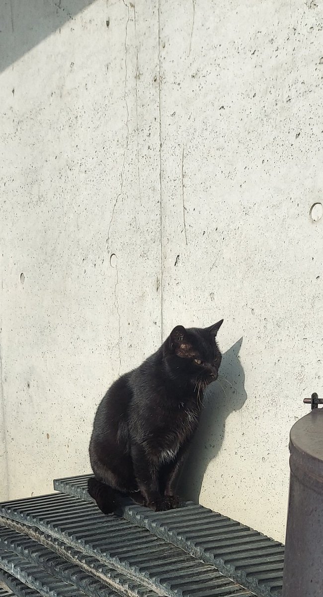 「イケメンと言えば、近所では師匠(野生の黒猫)が一番のイケメンか。」|浅利与一義遠のイラスト