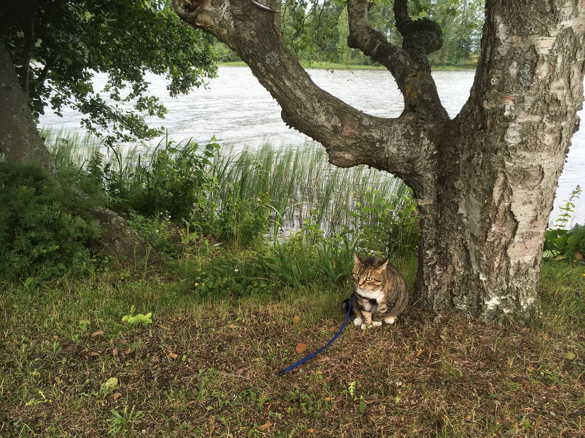 This is my #HedgewatchForKitty, we are now together at the #RainbowAllotments with all the 🌈 friends. -Alma🌈